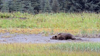 Snoozing Grizzly