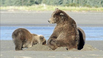 Nursing Cubs #1