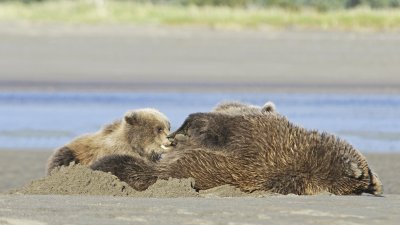 Nursing Cubs #4