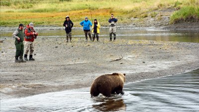 Nature's Hierarchy For Catching Salmon