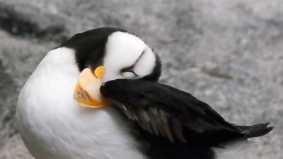 Horned Puffin Preening #2