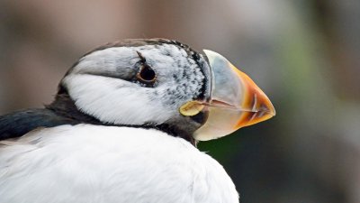 Horned Puffin Profile