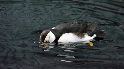Horned Puffin Swimming