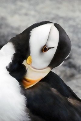 Horned Puffin Preening #1