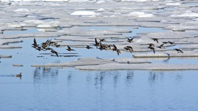 Long - tailed Ducks