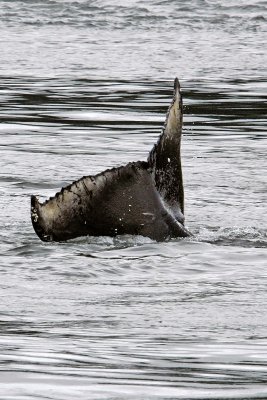 Tail Flukes