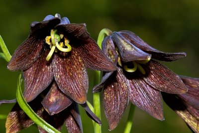 Chocolate Lily
