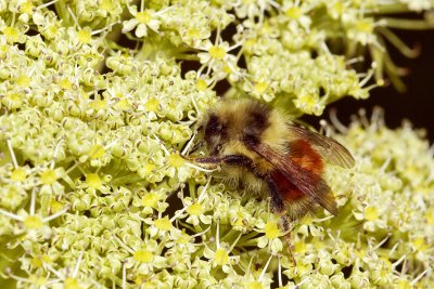 Busy Bee