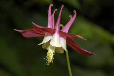 Pink Columbine #2