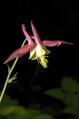 Pink Columbine #3
