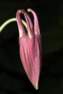 Pink Columbine Bud #4