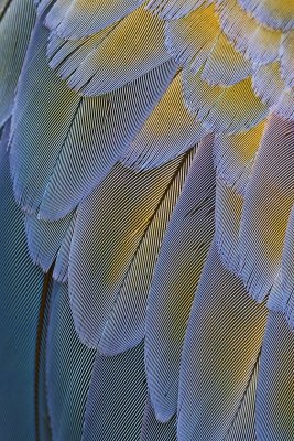 Macaw Feathers