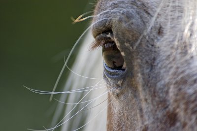 Horses Eye Reflection