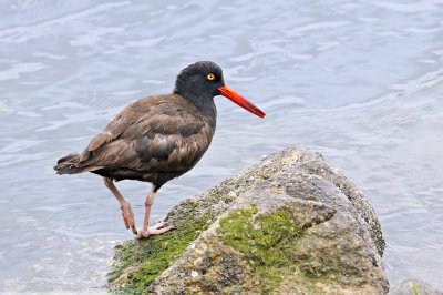 American Oyster Catcher