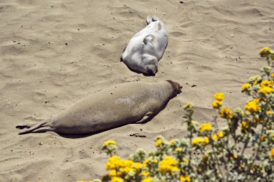 Sand-flipping Behavior