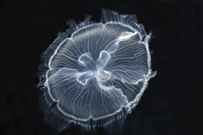 Moon Jelly