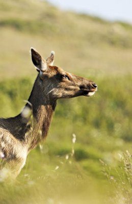 Tule Elk