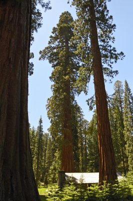 Museum Among The Giant Sequoias