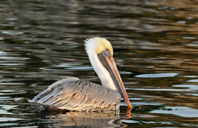 Brown Pelicans