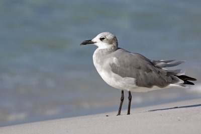 Sea Gulls