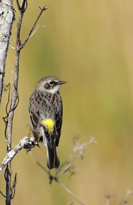 Yellow-rumped Warbler