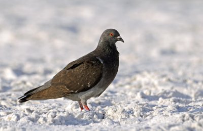 Rock Dove - Enjoying A Day At The Beach