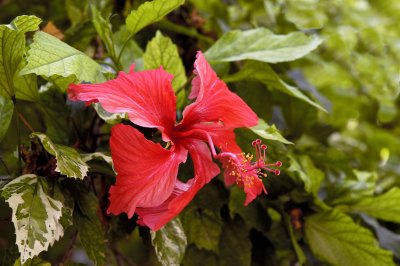 Hibiscus Flower