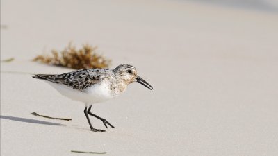 Sanderlings