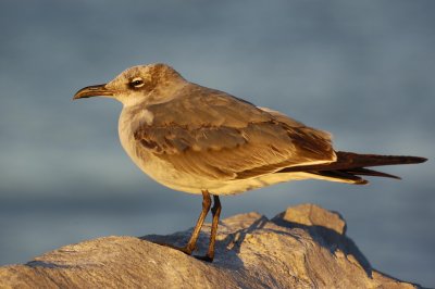 Laughing Gull