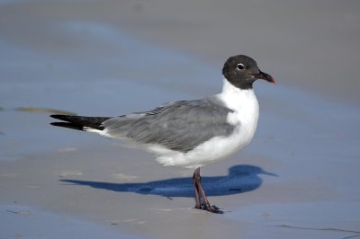 Laughing Gull