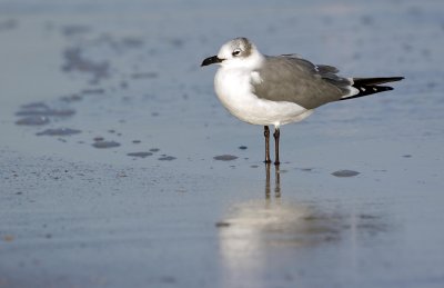 Laughing Gull                    