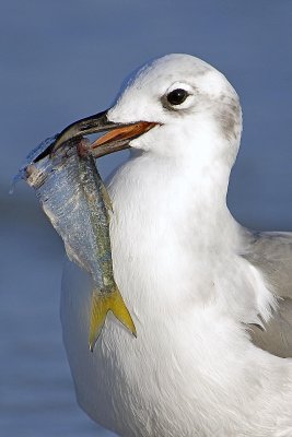 Laughing Gull