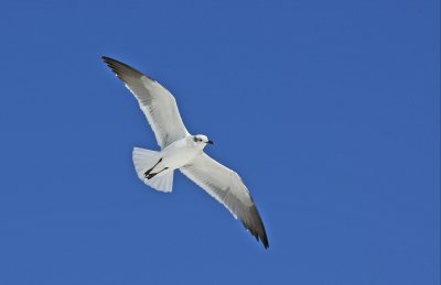 Laughing Gull