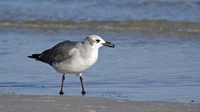 Laughing Gull