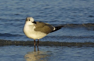 Laughing Gull