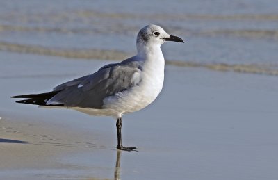 Laughing Gull