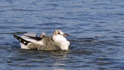 Laughing Gull