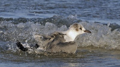 Laughing Gull