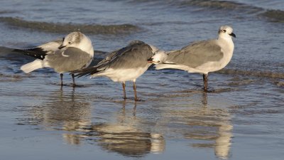 Laughing Gulls