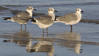 Laughing Gulls