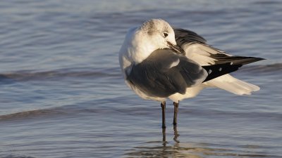 Laughing Gull