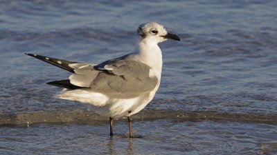 Laughing Gull