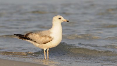 Ring-billed Gull