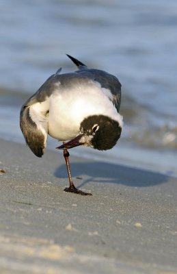 Franklin's Gull