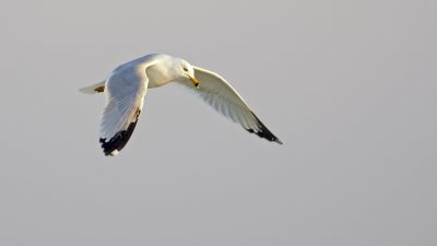 Ring-billed Gull