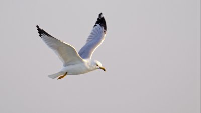 Ring-billed Gull