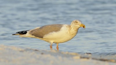 Herring Gull