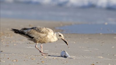 Thayer's Gull