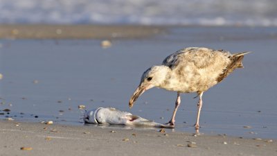 Thayer's Gull