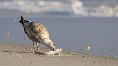 Thayer's Gull